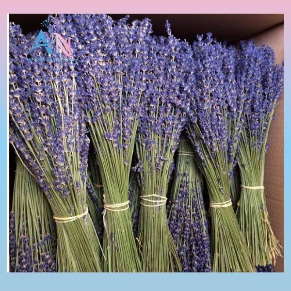 Hoa Lavender Khô Oải Hương Nhập Khẩu Anh – Cành Dài 40-45cm Decor Trang Trí