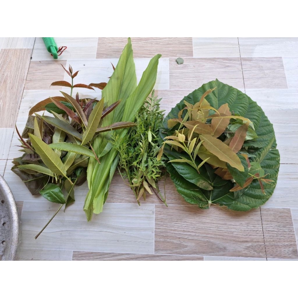 Cây giống bằng lăng rừng ăn lá - rau rừng Tây Ninh - rau rừng ăn lá
