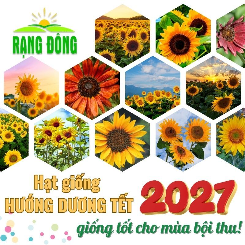 Hạt giống Hoa Hướng Dương TẾT 2027 nảy mầm tốt, thích hợp trồng chậu, sân vườn - Hạt giống Rạng Đông