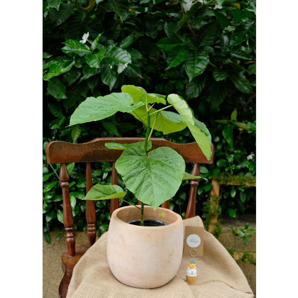 Cây Ficus Umbellata - Kiểng lá tán xoè ô size cao 30cm