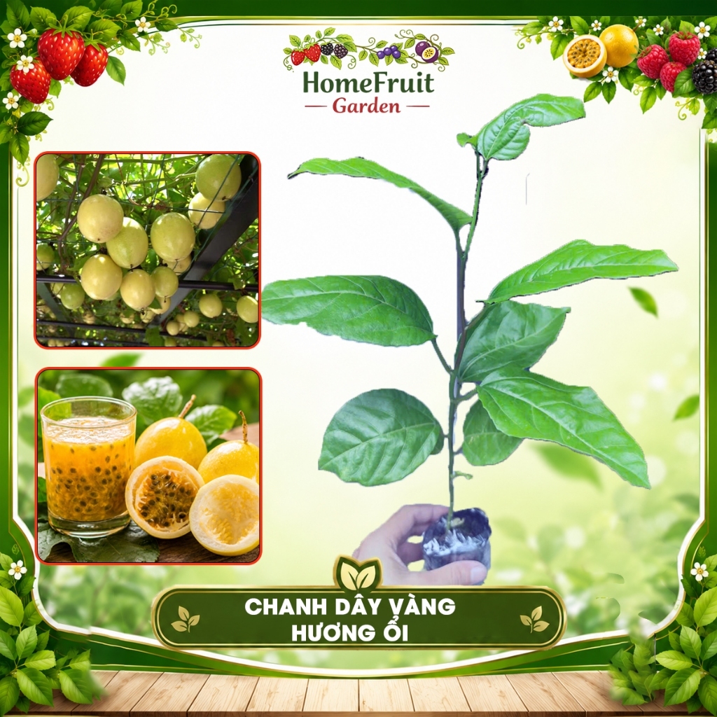 Cây giống chanh dây vàng hương ổi, " Vườn Sau Hè" cây chanh dây ngọt, say trái, dễ trồng, mau ra quả, cây giống ươm sẵn