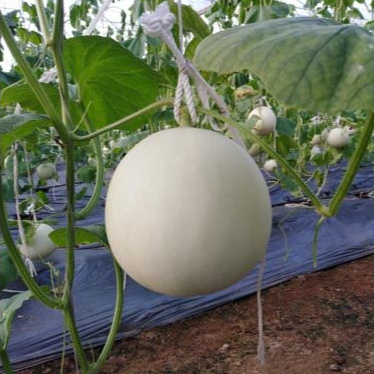 Hạt Giống Dưa Lê Lai F1 Bạch Kim Rado - Gói 5 Hạt - Dưa Lê Trắng Ruột Cam Ngon Ngọt (Dưa Lê Tuyết) V