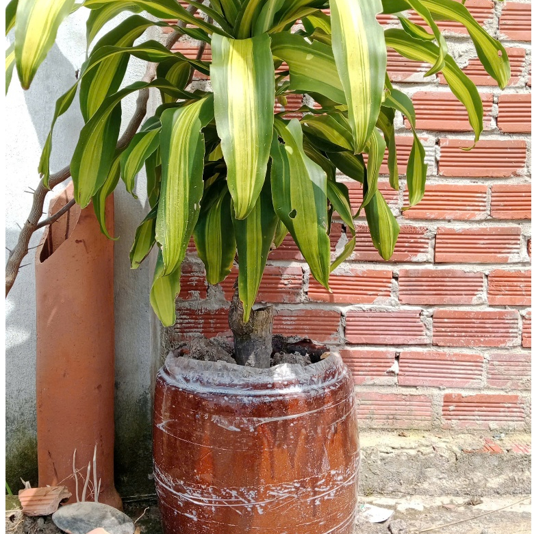 Khạp 20L - Khạp Da Bò Truyền Thống– Lu Gạo | Khạp Trồng Sen | Làm Mắm | Đựng Nước – Lu Miền Tây