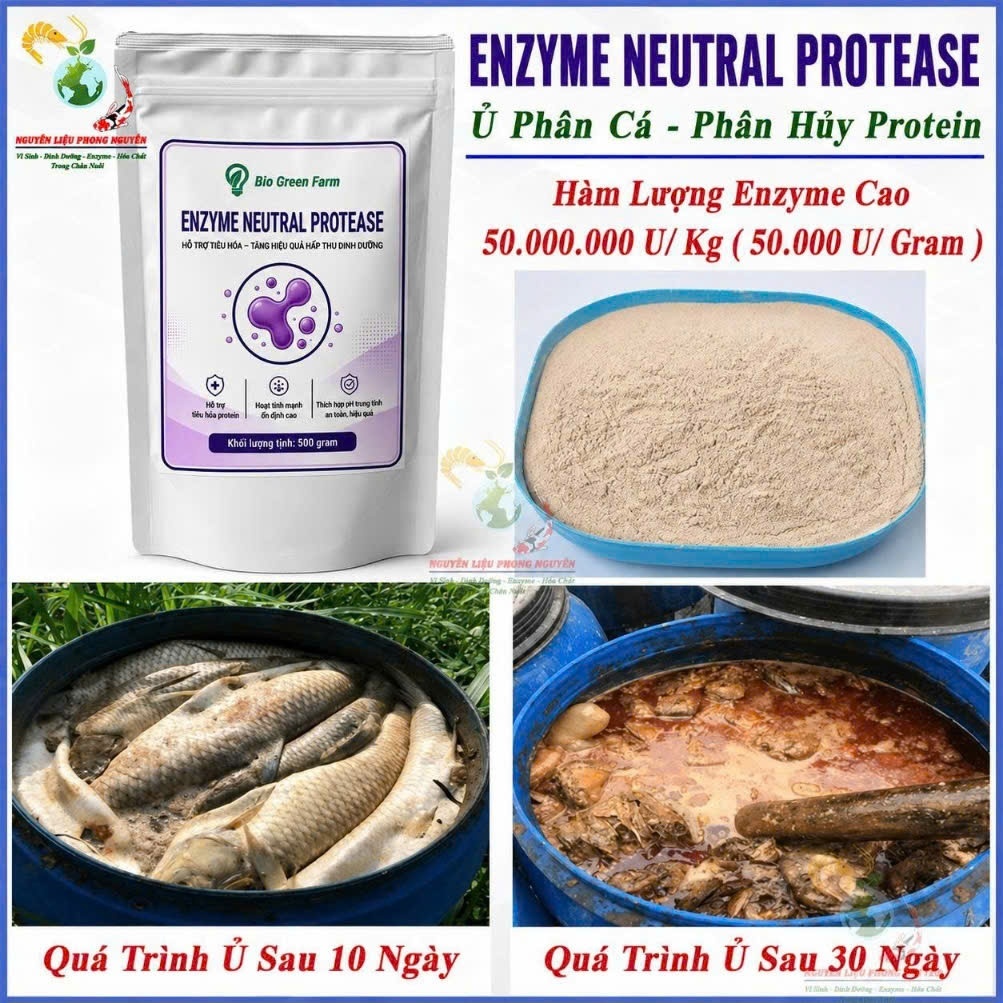 Men Ủ Cá Enzyme Protease, Phân Hủy Protein, Giảm Mùi Hôi, Hiệu Quả Tiết Kiệm. Enzyme Hàng Nguyên Liệ