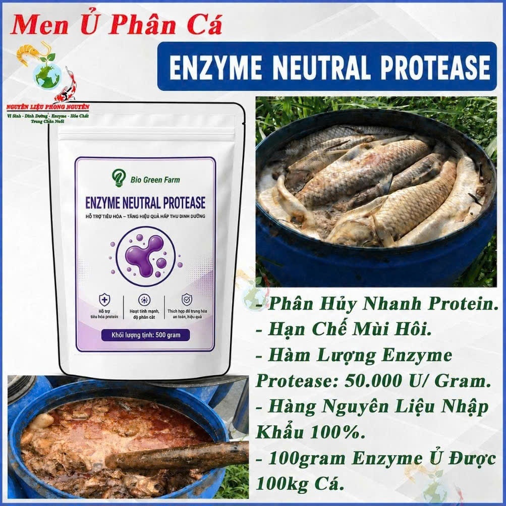 Men Ủ Cá Enzyme Protease, Phân Hủy Protein, Giảm Mùi Hôi, Hiệu Quả Tiết Kiệm. Enzyme Hàng Nguyên Liệ