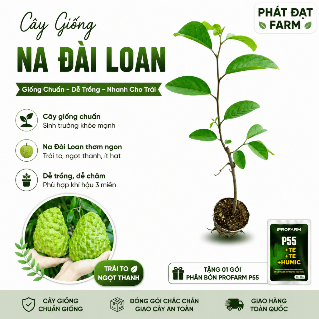 Cây Giống Na Đài Loan (Mãng Cầu Đài Loan) - Na Dứa, Dễ Trồng, Nhanh Cho Trái, Hợp Khí Hậu 3 Miền