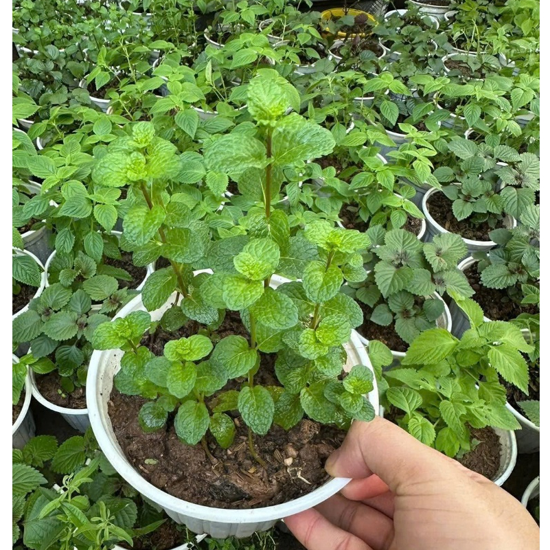 cây húng lủi ,húng chanh