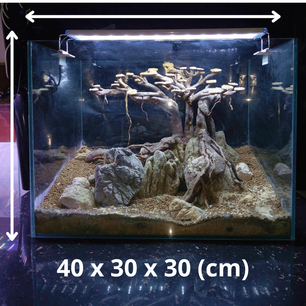 [TẶNG KÈM ĐÈN KAOKUI 400] Layout Bể Cá Set Sẵn Dành Cho Bể Cá Size 40x30x30 cm Phù Hợp Với Nhiều Loạ