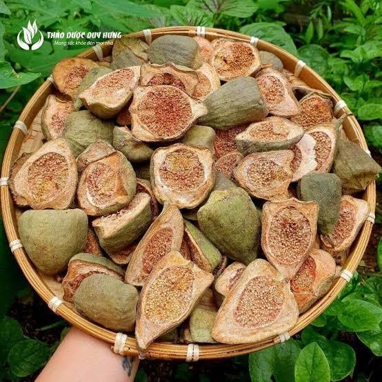 1KG Quả Trâu Cổ Khô | Trâu Cổ Khô Tự Nhiên | Quả Trâu Cổ Dược Liệu | Gái Bản Tây Bắc