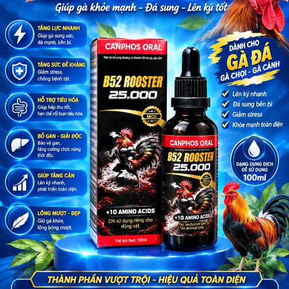 B52 Rooster 25.000 | Bổ Sung Vitamin Amino Acid cho gà, hỗ trợ ăn khỏe tăng thể trạng , lông bóng mư