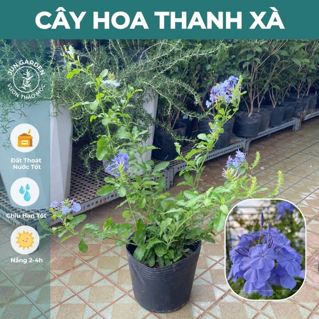 Chậu Cây Hoa Thanh Xà JUN GARDEN