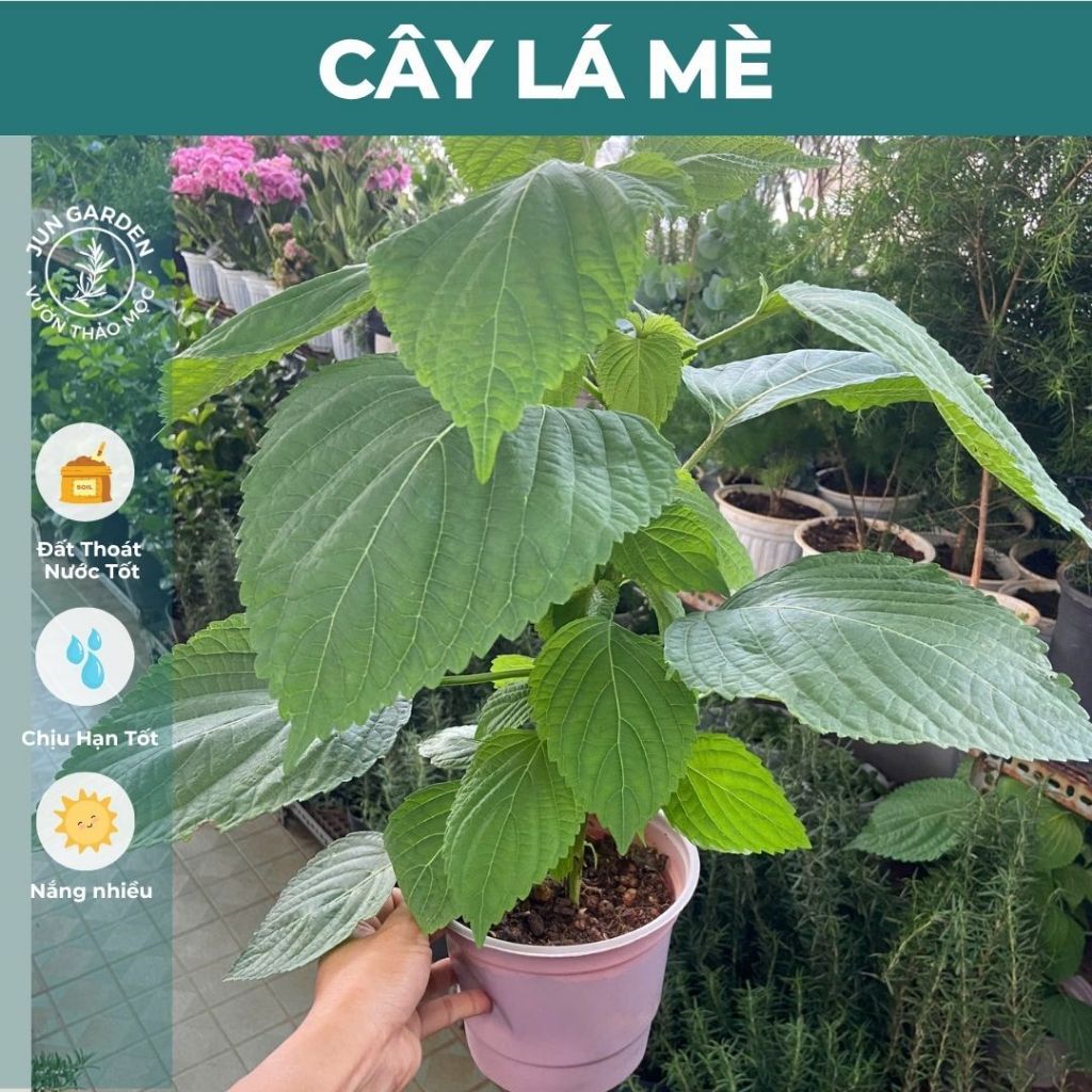 Lá Mè Hàn Quốc JUN GARDEN