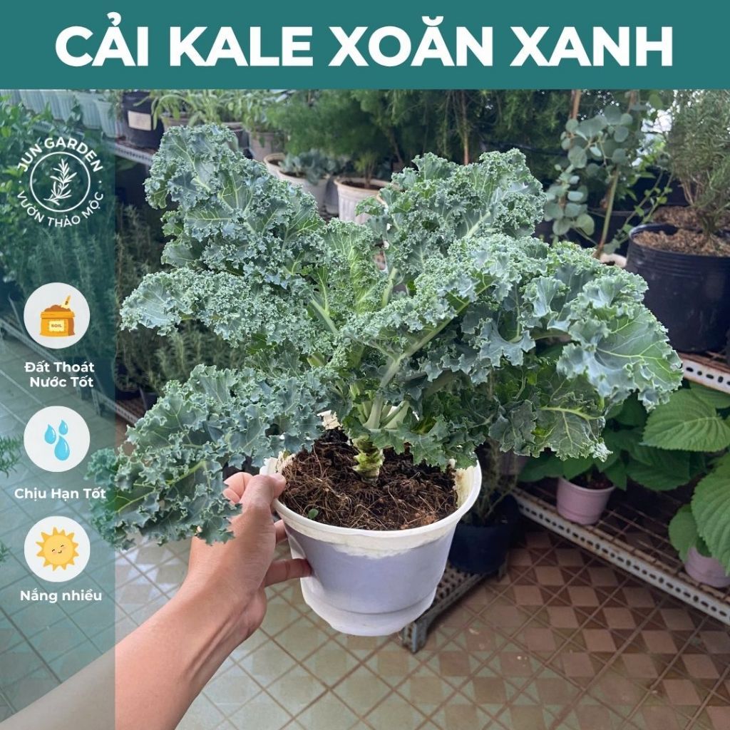 Cải Kale Xoăn JUN GARDEN