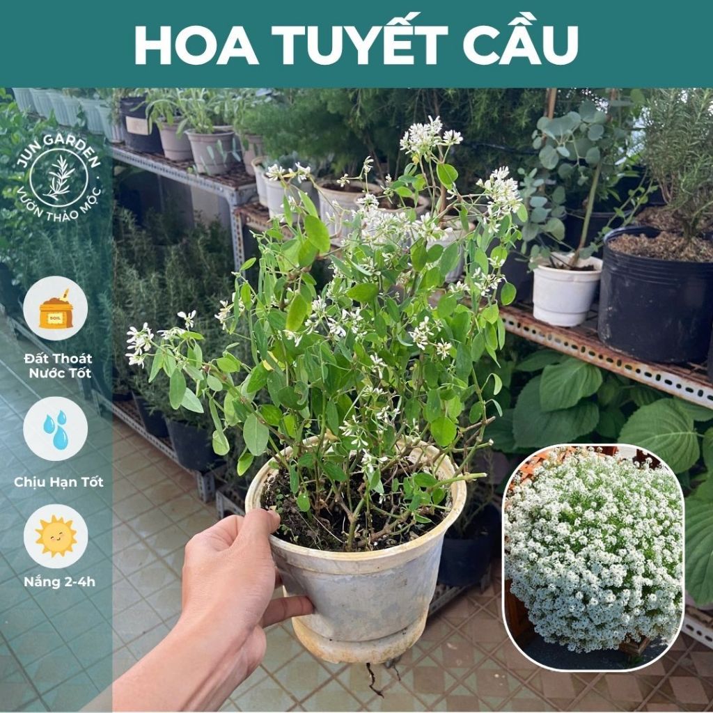 Cây Hoa Tuyết Cầu Trắng - Hương Tuyết Cầu Thân Gỗ Đang Bông Đẹp - Jun Garden