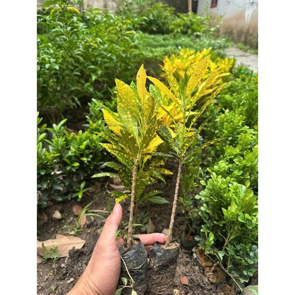 CÂY VÀNG BẠC MUA 3 CÂY TẶNG 1 CÂY