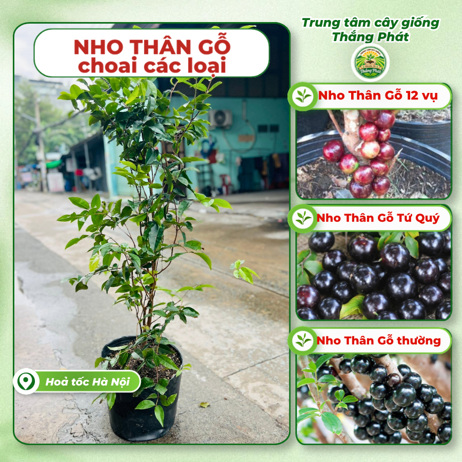 [THẮNG PHÁT] Cây choai Nho Thân Gỗ 12 vụ, Nho Thân Gỗ Tứ Quý, Nho Thân Gỗ Thường RA QUẢ SỚM