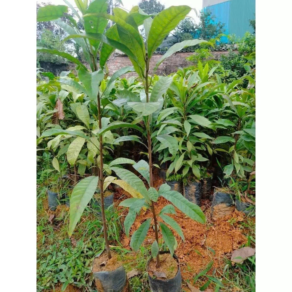 TRỨNG GÀ NẾP (LEKIMA) BẦU BÁT