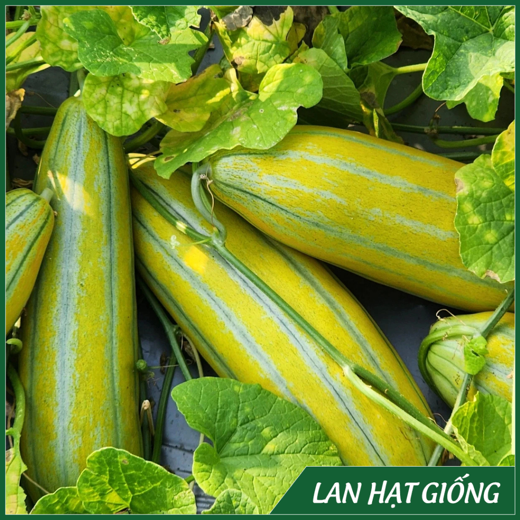 Hạt Giống Dưa Gang Trái Dài (Gói 5g) Thơm Ngon, Dễ Trồng, Năng Suất Cao