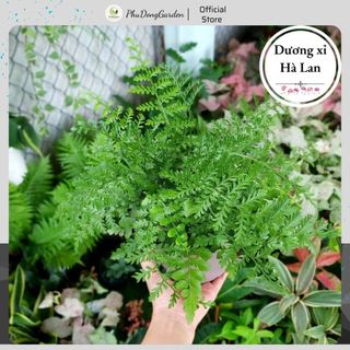 Cây Dương Xỉ Hà Lan xanh mướt để bàn cực đẹp, mang lại may mắn | Dễ chăm sóc, ít sâu bệnh, Trang trí sân vườn