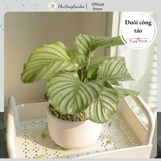 Cây Đuôi Công Táo (Calathea Orbifolia) để bàn đẹp mắt, lá tròn vân xanh trắng lạ mắt, Lọc không khí, trang trí sân vườn