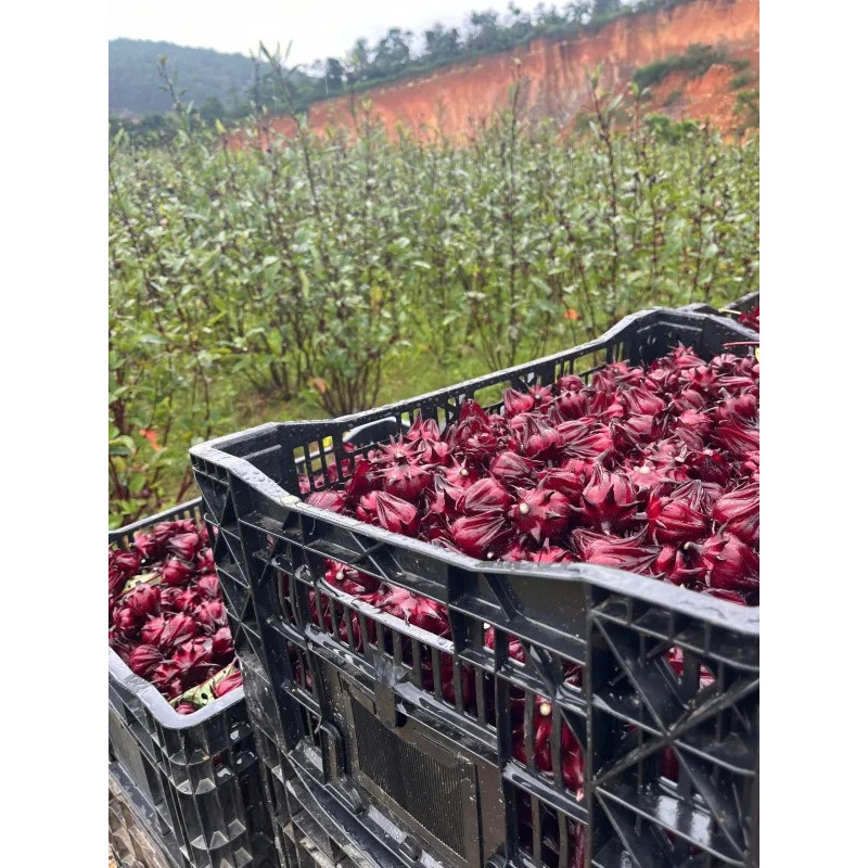 Bông Atiso hữu cơ đỏ sấy khô