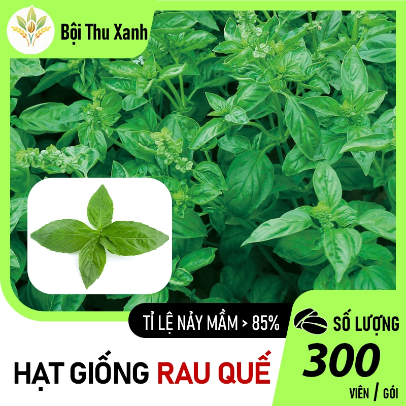 Hạt giống rau quế - húng quế - É quế
