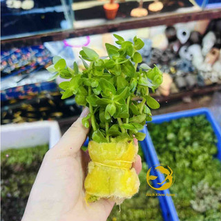 Cây thủy sinh - Lệ Nhi