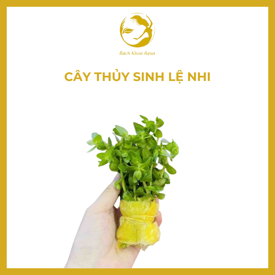 Cây thủy sinh - Lệ Nhi