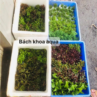 Cây thủy sinh - Lệ Nhi