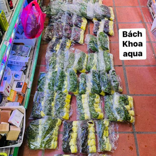 Cây thủy sinh - Lệ Nhi
