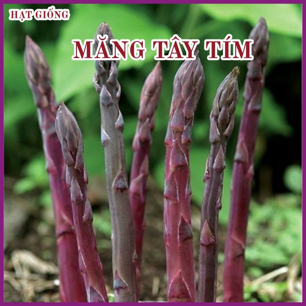 Hạt giống Măng Tây Tím - Gói 20 hạt