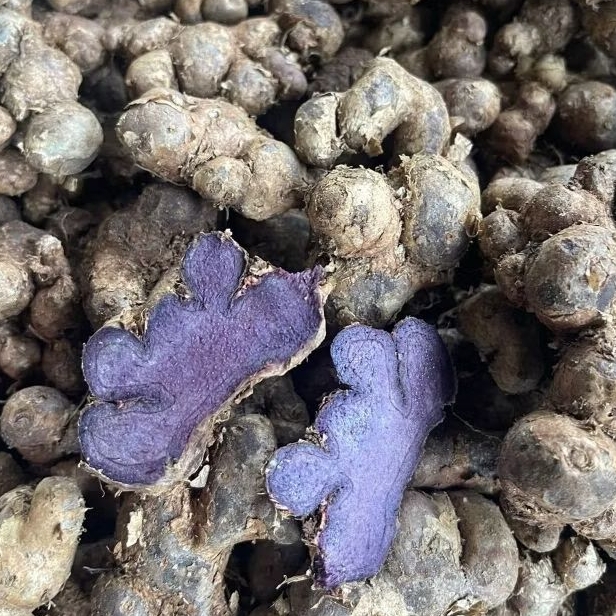 500g-GỪNG Đ.E.N Đậm (n.g.ai đen) mới nhổ