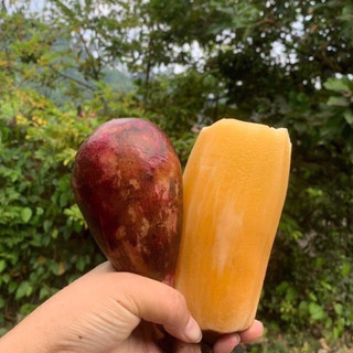  5kg khoai sâm đất đặc sản Lai Châu củ to vị ngọt thanh 