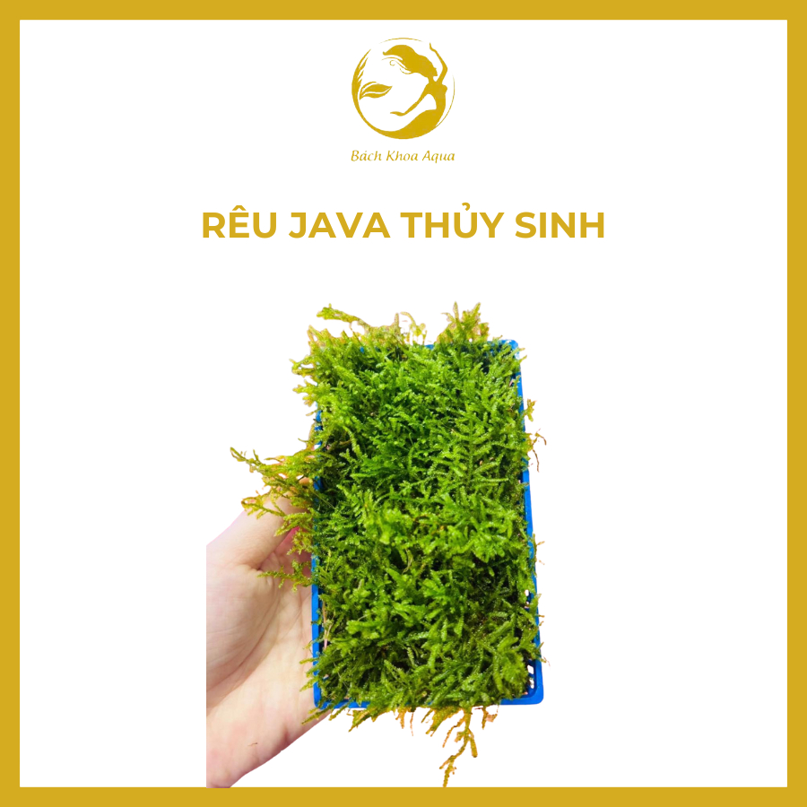 Cây thủy sinh - RÊU JAVA