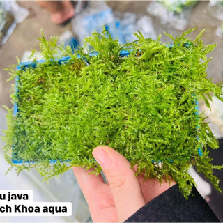 Cây thủy sinh - RÊU JAVA