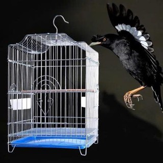  Lồng chim cảnh nhỏ - Lồng chim Yến Phụng Size : 50cm x 30cm x 30cm 