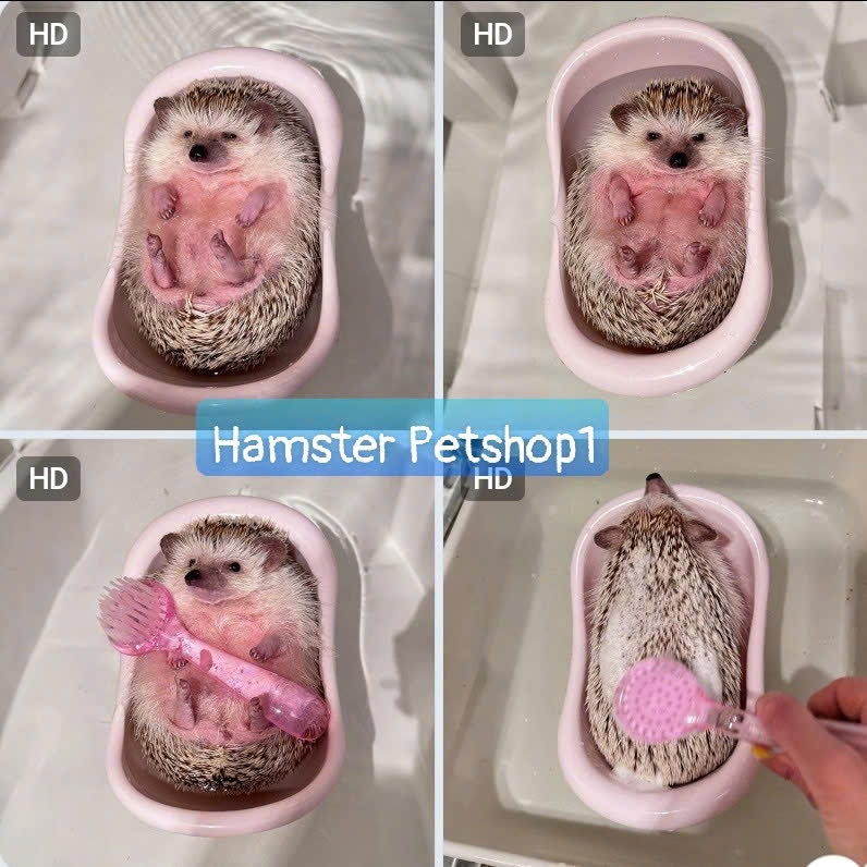 Nhà tắm / Bồn tắm cho Hamster , Nhím