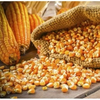 5KG Ngô Hạt Khô (Hạt Bắp), Nông Sản Hà Giang......