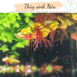  Cây Thủy Sinh Bèo Rễ Đỏ Lọc Nước Trang Trí Hồ Cá thuysinhnau CTS11 