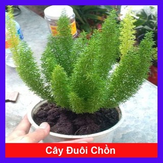  Chậu cây đuôi chồn - cây cảnh trong nhà 