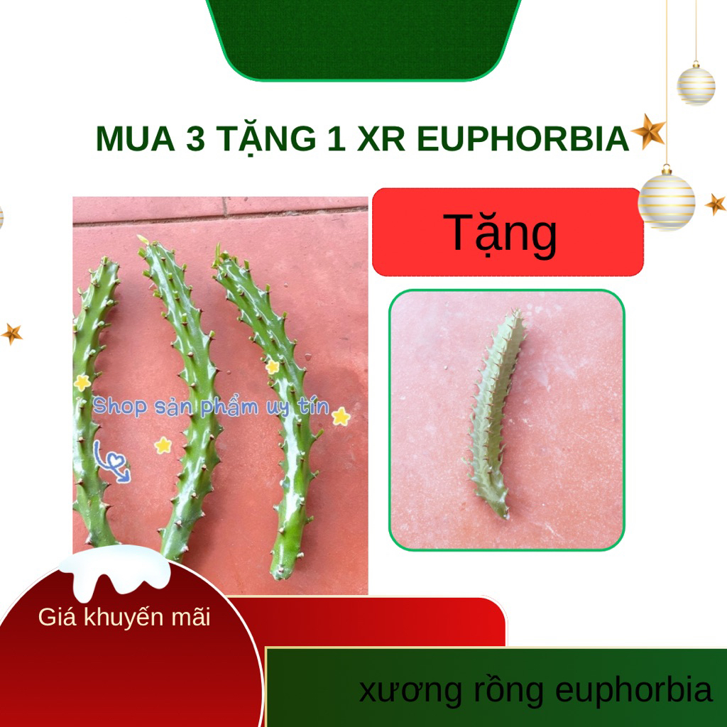 xương rồng  kỳ lân
