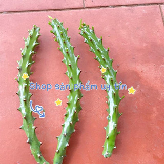xương rồng  kỳ lân