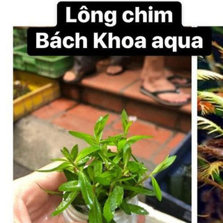 Cây thủy sinh - Cây Lông Chim