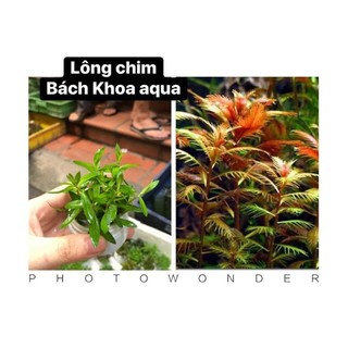 Cây thủy sinh - Cây Lông Chim