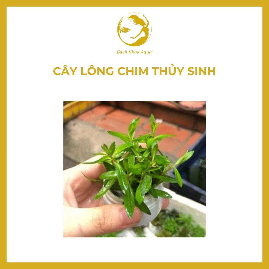 Cây thủy sinh - Cây Lông Chim