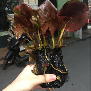 Cây thủy sinh - Súng đỏ