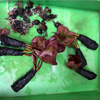 Cây thủy sinh - Súng đỏ