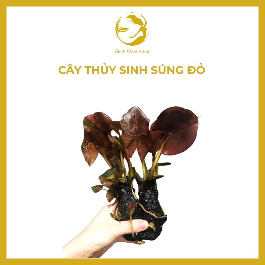 Cây thủy sinh - Súng đỏ