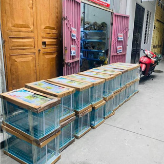 Bể siêu trong 50x26x30cm - Bể thủy sinh đẹp, thẩm mỹ