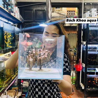 Bể kính cubic siêu trong 25